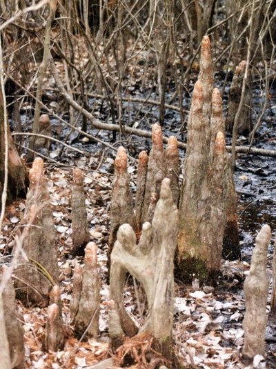 Okefenokee Swamp park