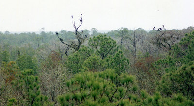 Okefenokee Swamp park