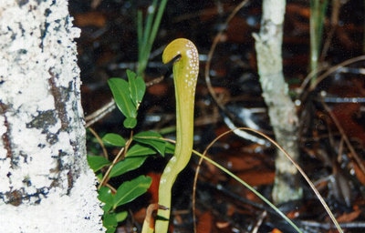 Okefenokee Swamp park