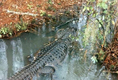 Okefenokee Swamp park