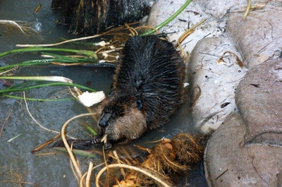 Okefenokee Swamp park