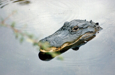 Okefenokee Swamp park