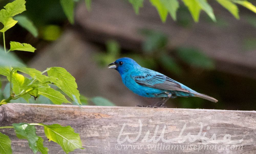 Indigo Bunting Picture