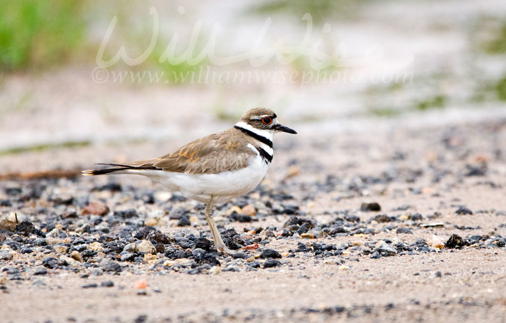 Killdeer Picture