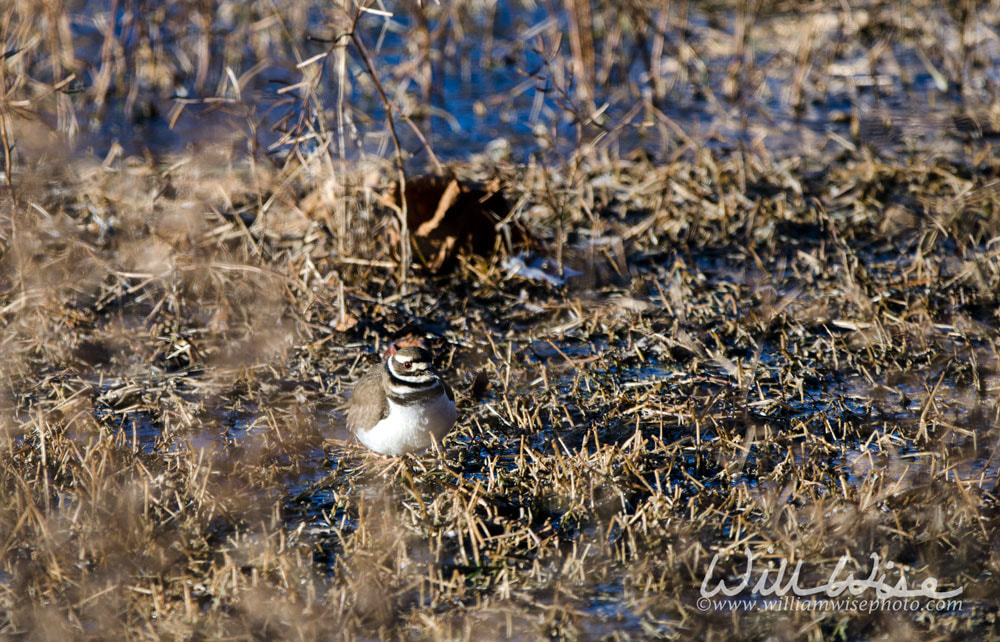 Killdeer plover bird camouflaged in pond reeds Picture