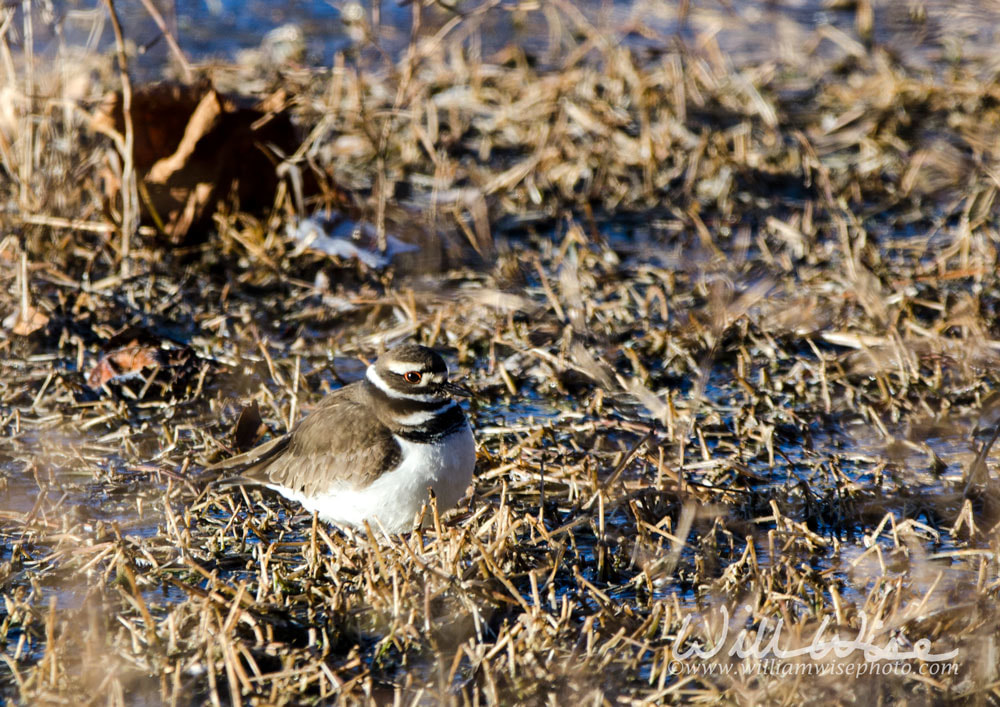 Killdeer plover bird camouflaged in pond reeds Picture