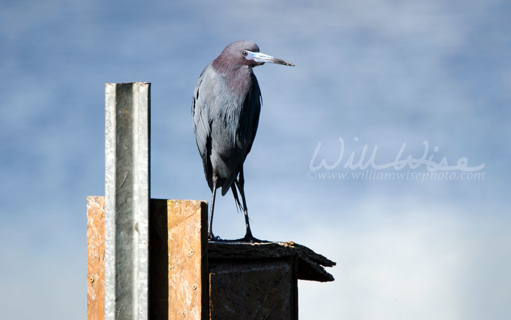 Little Blue Heron Picture