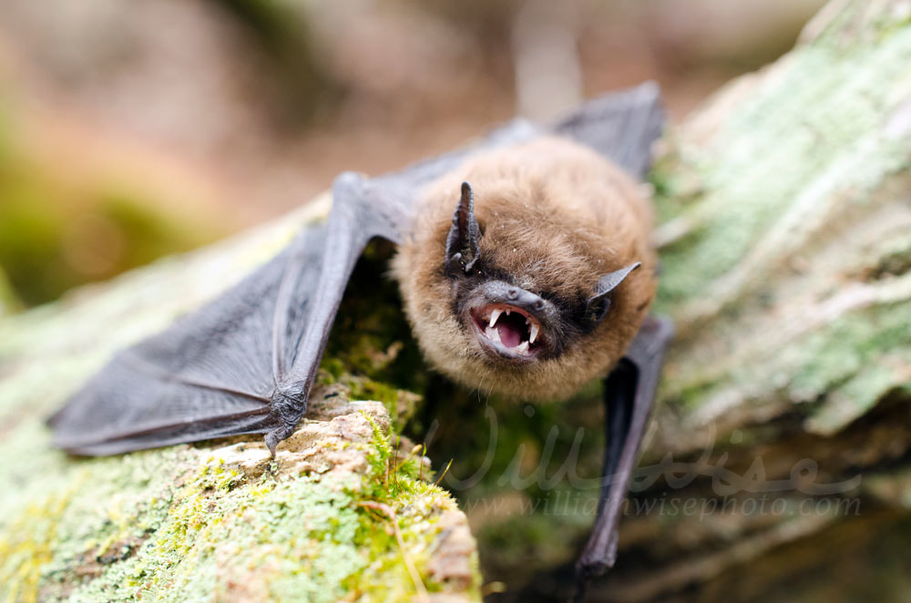 Brown Bat Picture