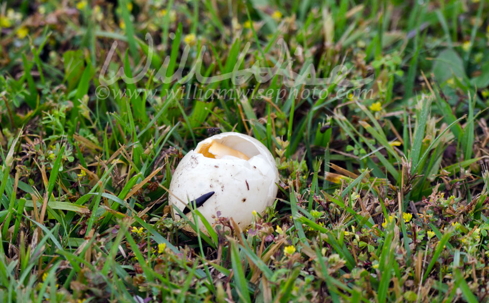 Mallard Egg nest Picture