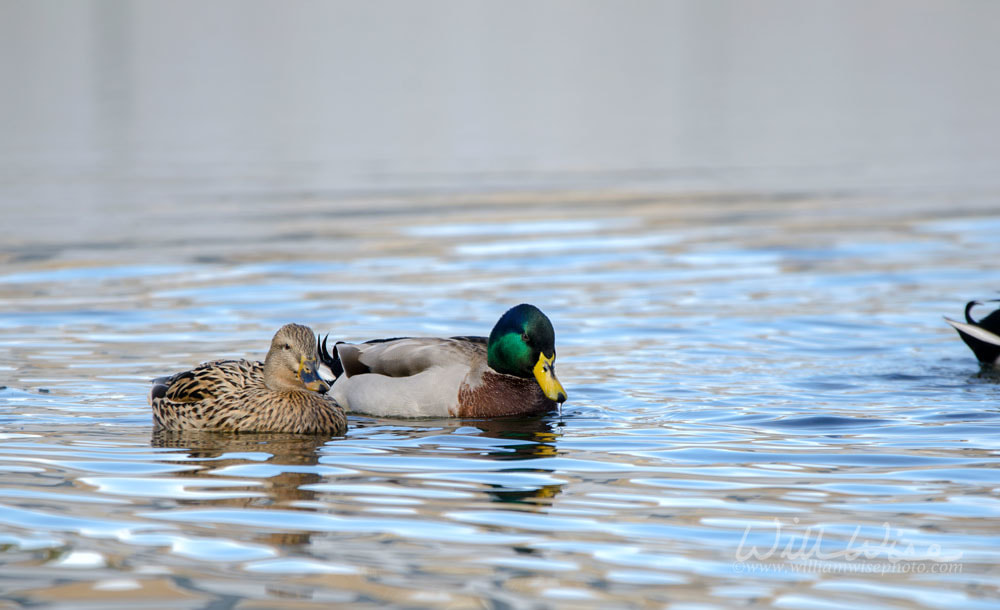 Mallard Picture