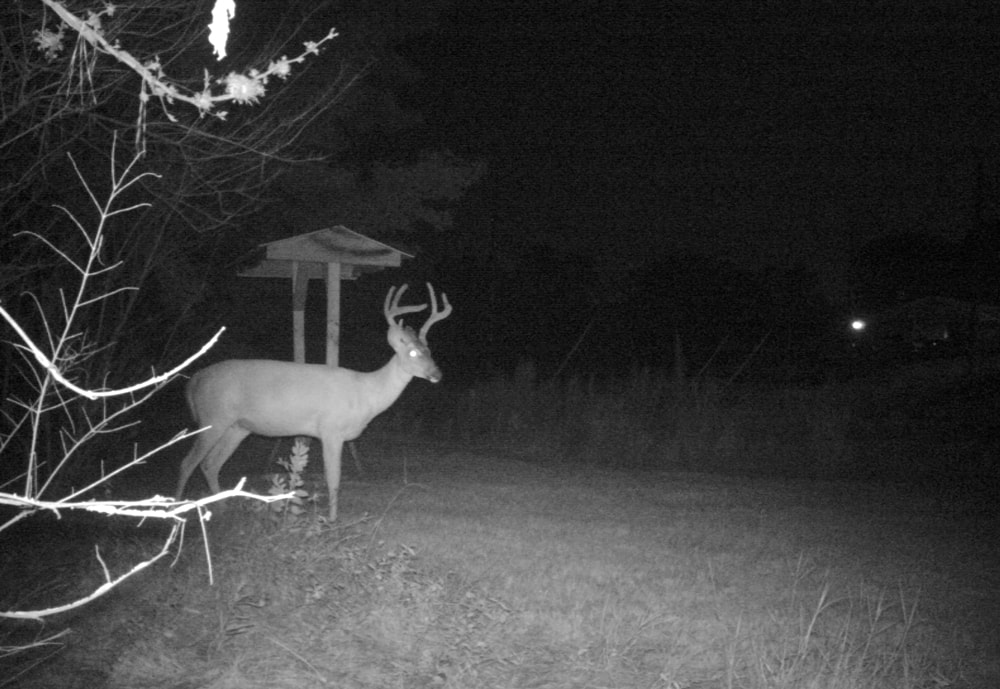 Trail Camera Deer Picture