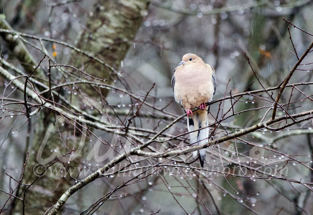 Mourning Dove Picture