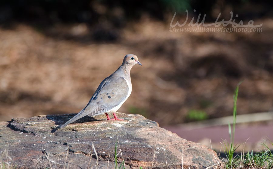 Mourning Dove Picture