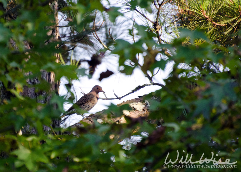 Northern Flicker Picture