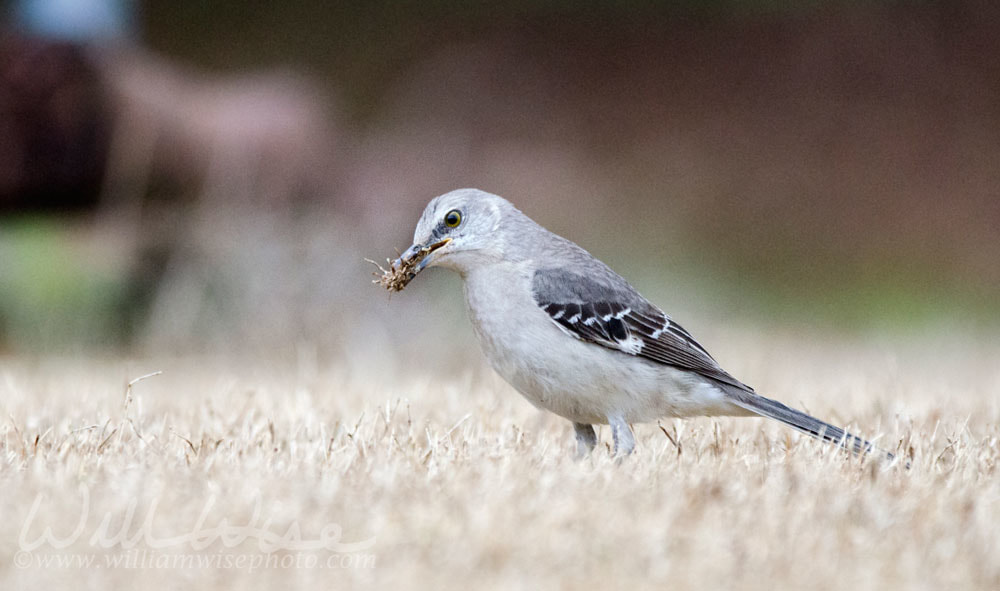 Northern Mockingbird hunting for bugs on Georgia lawn Picture