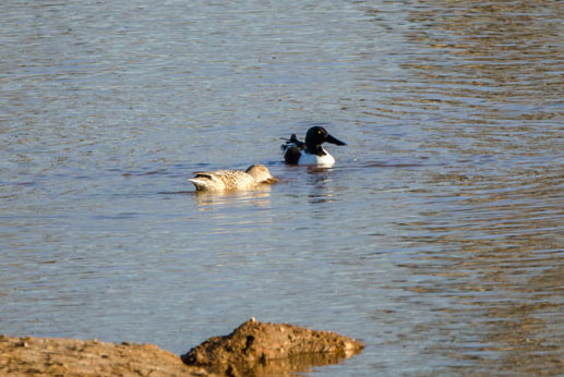 Northern Shoveler Picture