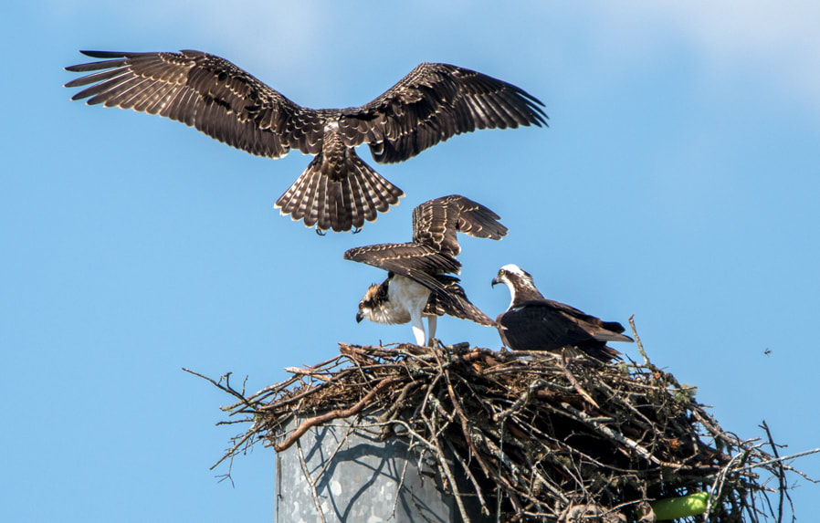 Osprey Nest Lake Oconee Picture