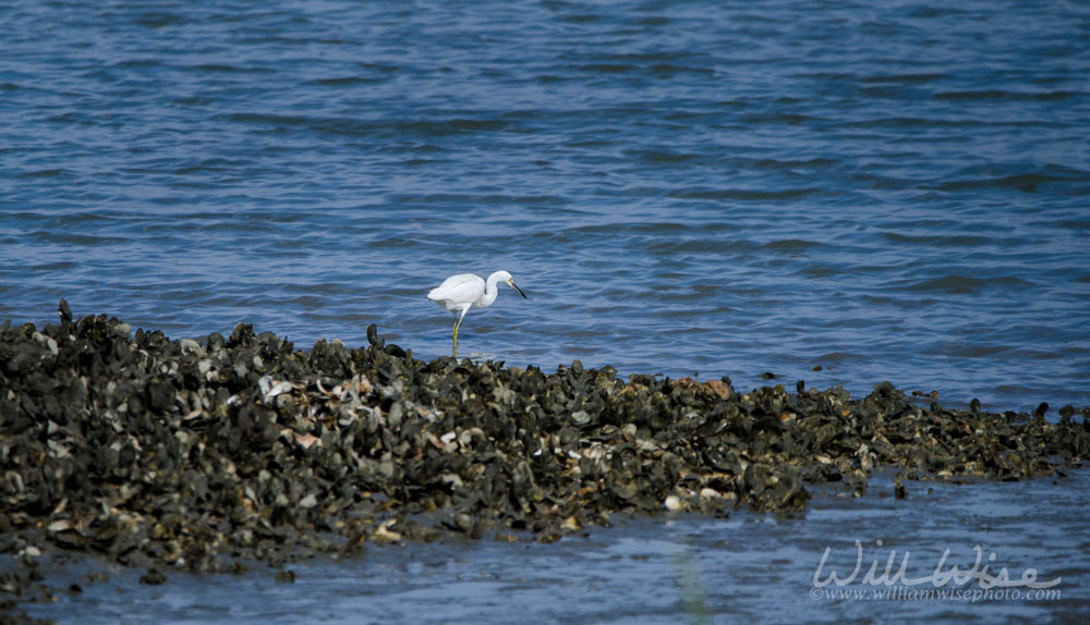 Pickney Island Wildlife Refuge Little Blue Heron Picture