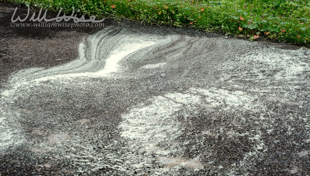 Green pine pollen covering sidewalk causes allergies, Georgia, USA Picture