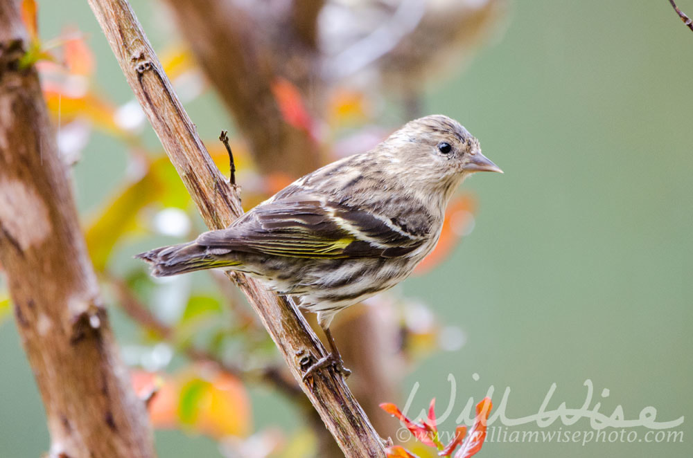 Pine Siskin Picture