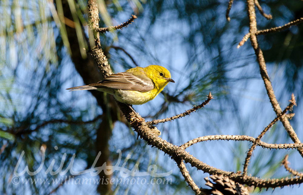 Pine Warbler Picture