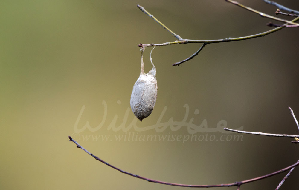Polyphemus moth cocoon Picture