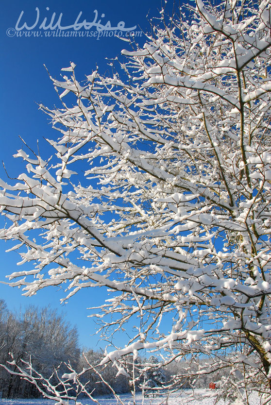 Winter Tree Picture