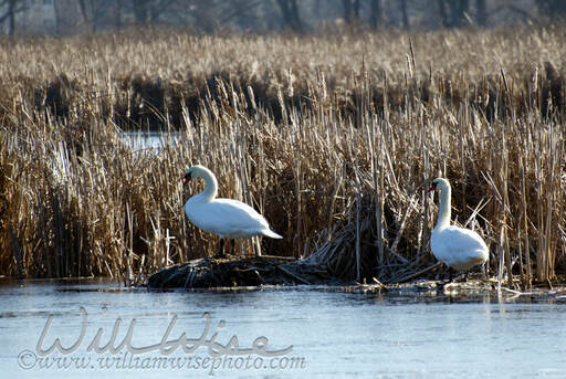 Mute Swans on Peter Exner Marsh Picture