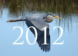 Great Blue Heron Picture