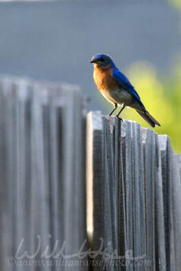 Eastern Bluebird Picture