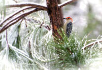 Red Bellied Woodpecker in snow Picture