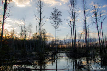 Okefenokee Swamp National Wildlife Refuge Picture