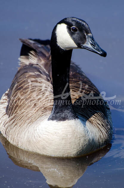 Canada Goose portrait on blue pond Picture