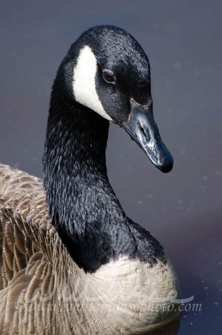 Canada Goose Close Up Picture