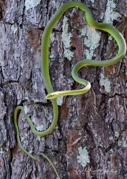 Rough Green Snake Opheodrys aestivus Walton County Georgia Colubrid Grass Snake Picture
