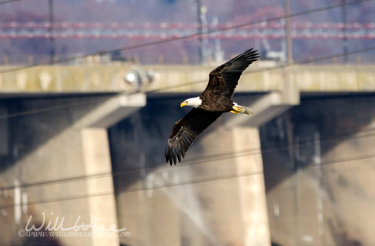 Bald Eagle in flight, Conowingo Dam, Maryland, USA Picture