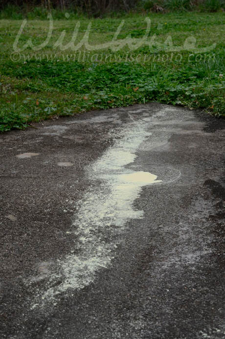 Green pine pollen covering sidewalk causes allergies, Georgia, USA Picture