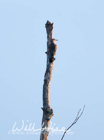 Northern Flicker Picture