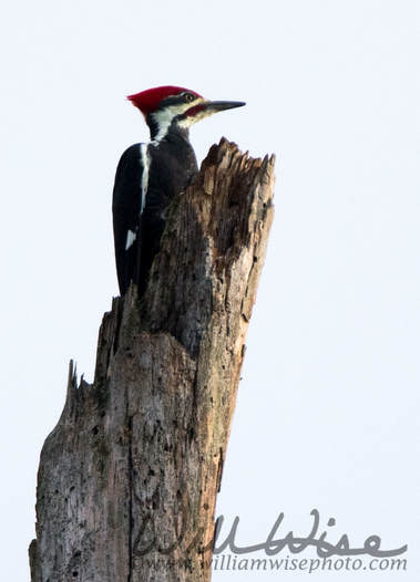 Pileated Woodpecker Picture