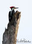 Pileated Woodpecker Picture