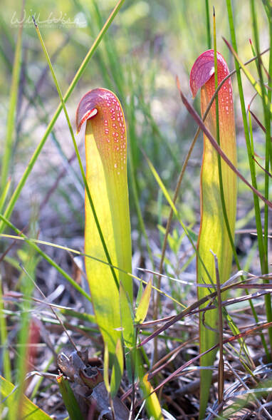 Hooded Pitcher Plant Sarracenia minor in Okefenokee National Wildlife Refuge Georgia USA Picture
