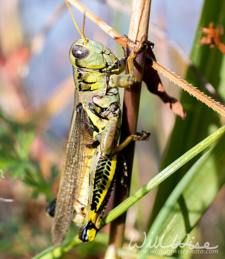 Large Melanoplus Grasshopper Picture