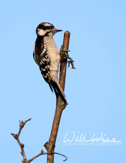 Downy Woodpecker