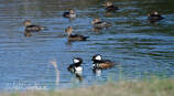 Hooded Merganser Picture