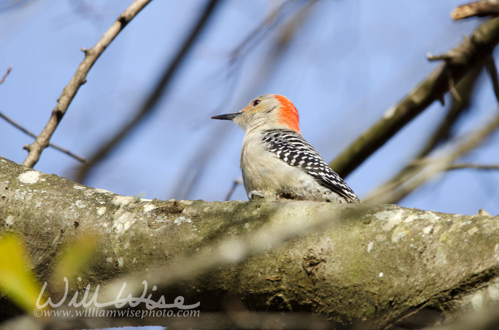 Red-bellied Woodpecker, Georgia, USA Picture