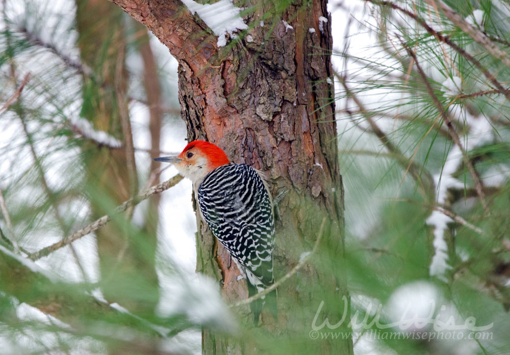 Red-bellied Woodpecker Picture