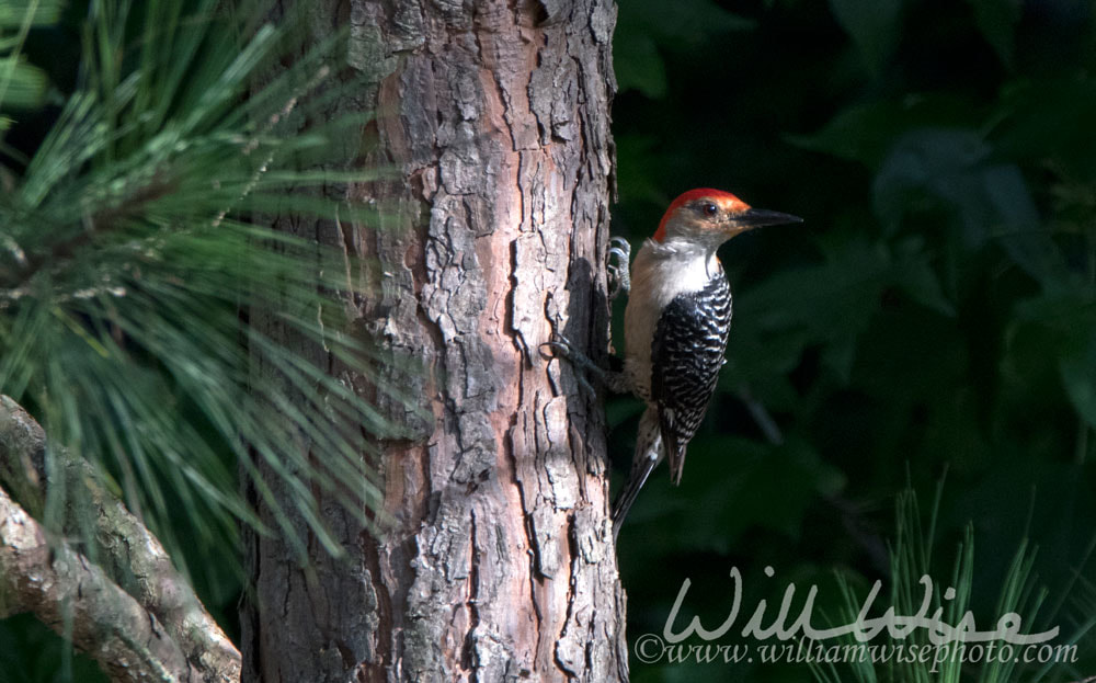 Red Bellied Woodpecker Picture