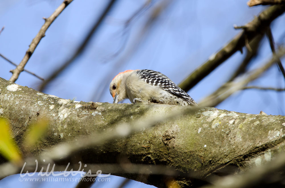 Red-bellied Woodpecker, Georgia, USA Picture