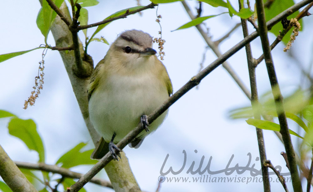 Red Eyed Vireo Picture