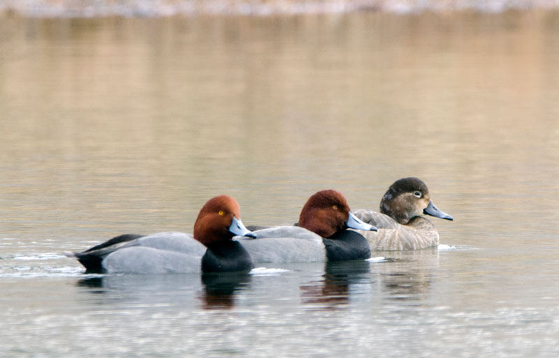 Redhead Duck Picture